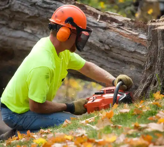 tree services Bridgman